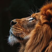 TheLionOfME (@thelionofme) 's Twitter Profile