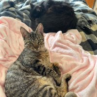 Tee and Einstein (and now Robbie & Riddle) (@canyon_cats) 's Twitter Profile