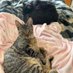 Tee and Einstein (and now Robbie & Riddle) (@canyon_cats) Twitter profile photo Tee and Einstein (and now Robbie & Riddle) (@canyon_cats) Twitter profile photo