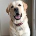 The pet story of Labrador retrievers family🐕 (@smoke21pop65348) Twitter profile photo The pet story of Labrador retrievers family🐕 (@smoke21pop65348) Twitter profile photo