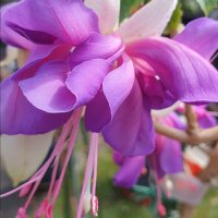 infuchsia (@johnnofuchsia) 's Twitter Profile