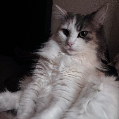 arkorg_'s profile picture. 〜