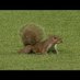 Werner Park Squirrel (@wparksquirrel) Twitter profile photo Werner Park Squirrel (@wparksquirrel) Twitter profile photo