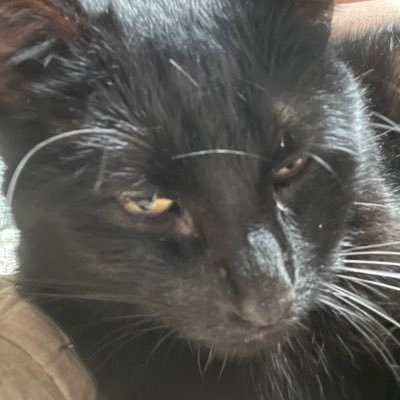 Kaisnickelsmart's profile picture. I met Fritz 7/10/23 (best day ever)~ They/Them