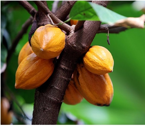 c_ocoagrove's profile picture. Cocoa Grove is a top down transparent approach to sustainable global development/integration through gender equality.