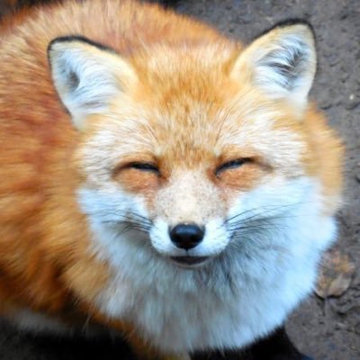 idol_daisuki2's profile picture. アイドルオタク、コンカフェオタクやってます。