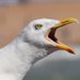 SpaldingSeagull (@spaldingseagull) Twitter profile photo SpaldingSeagull (@spaldingseagull) Twitter profile photo