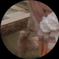 ⚘r (@rreen_alaa) 's Twitter Profile