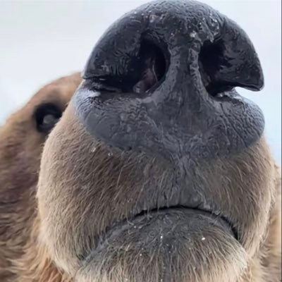 おさめろ どうぶつの国   #むらび党