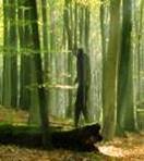 OhSoSquatchy's profile picture. Yes, I shit bear in the woods. No, my arms are not the only thing swinging when I walk in the woods. Yes, walking in the woods is my job.