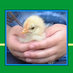 Poultry Guide (@poultryguide) Twitter profile photo Poultry Guide (@poultryguide) Twitter profile photo