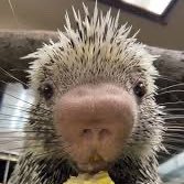 ricosnackz's profile picture. A simple Brazilian porcupine at heart, eating snacks & stealing hearts.            Contract Address: HfmFdP1k6Ppw6zLKBsaKcPvxsAhzJwwaRb8i7CLRpump