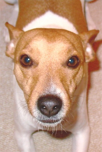 LooneyBrunes's profile picture. 