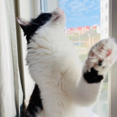 newsmontenegrok's profile picture. 