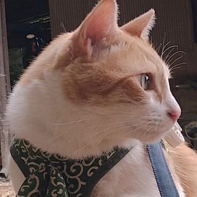 にゃんちゅうさんのプロフィール画像