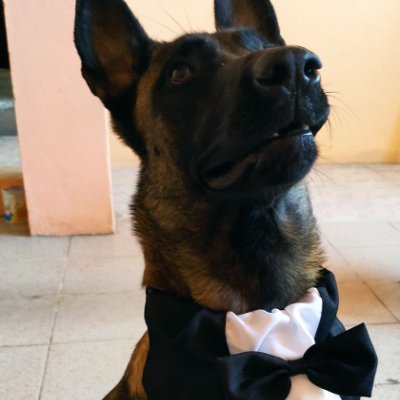 Interested in Math, Philosophy, Cinema, CS, AI Alignment, Fighting games.