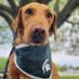 🐶 (@spartan__dawg) Twitter profile photo 🐶 (@spartan__dawg) Twitter profile photo