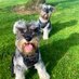 🇬🇧🐾Sherlock & Mycroft The Miniature Schnauzers (@iam_sherlock1) Twitter profile photo 🇬🇧🐾Sherlock & Mycroft The Miniature Schnauzers (@iam_sherlock1) Twitter profile photo