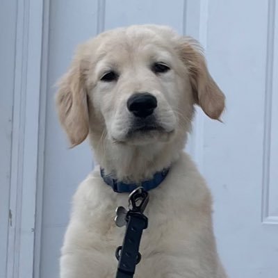 sgard125's profile picture. Inner Tube Water Polo Champion