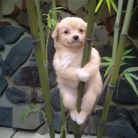 듀 (@rrjwuckwwlak) 's Twitter Profile Photo