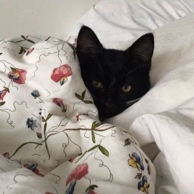 solitarymiffy's profile picture. your dream girl’s dream girl