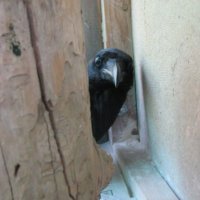 Johnny Haddo, Gent_ (@johnnytheshort) 's Twitter Profile