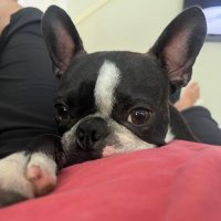 WheatThin (@maga2024cosmo) 's Twitter Profile
