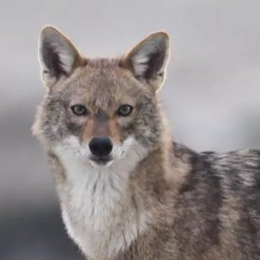 chacal_del's profile picture. SyD Productora