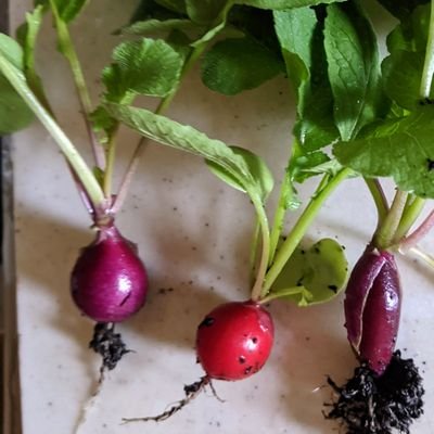 tugumi40's profile picture. 田舎暮らしを始めたいので引っ越し準備中！
今麹作り、野草についての勉強始めました！