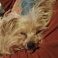 Baby Bella 💜 Princess Yorkie💜 #ZSHQ (@belladinkrsg) 's Twitter Profile