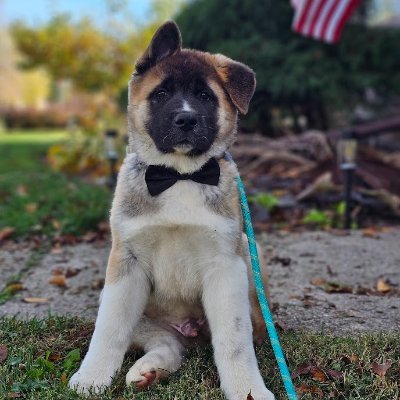 Squirrel watcher, pants biter, Sniffer of gross things, lamb chop humper, snatcher of gloves, box destroyer, snoopervisor & all things cuteness related.