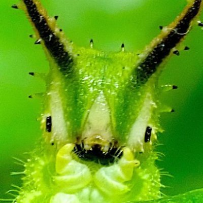 puffer 🍎🐛さんのプロフィール画像