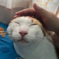 PreawJA🐱 (@darkside_8821) 's Twitter Profile Photo PreawJA🐱 (@darkside_8821) 's Twitter Profile Photo