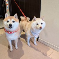 KURUMILK.SHIBAINU (@kurumilk118) 's Twitter Profile Photo KURUMILK.SHIBAINU (@kurumilk118) 's Twitter Profile Photo