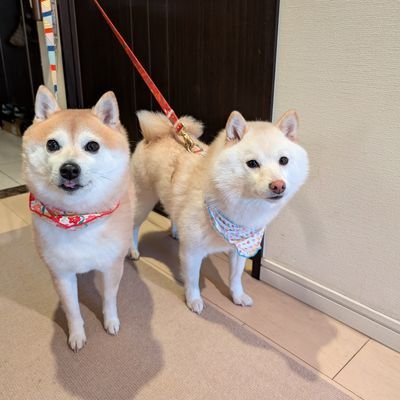 くるみるく様❁専用ページ Amazon.co.jp: KURUMI - くるみ - カントク 20th Anniversary