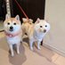 KURUMILK.SHIBAINU (@kurumilk118) Twitter profile photo KURUMILK.SHIBAINU (@kurumilk118) Twitter profile photo