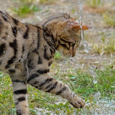 amankwah88519's profile picture. 