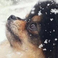 yeontanev (@yeontanev) 's Twitter Profile