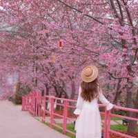 fireflies (@lizbeth_mh) 's Twitter Profile