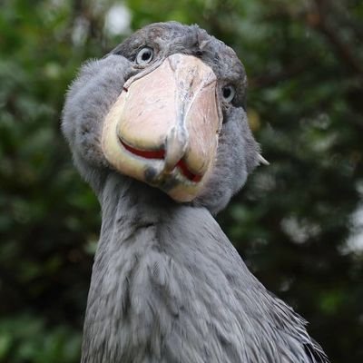 12_Colorito__'s profile picture. Picozapato.