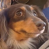 チョコ (@loewe0220) 's Twitter Profile