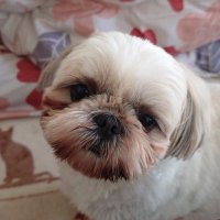 ゆきとよ (@yukitoyoyo) 's Twitter Profile