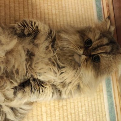 もふもこ もふもこ (@mofumoco108) / Posts / X