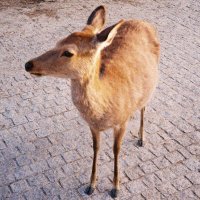 SquibblyBebop (@squibblybebop) 's Twitter Profile Photo