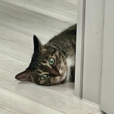 sunbobos's profile picture. 뭐?왜?