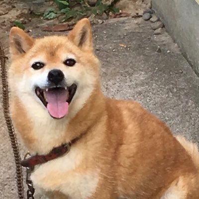 yuhe719's profile picture. 雑種柴犬大好き回転寿司 東京 ヤクルトスワローズファン体操女子宮田笙子ちゃんファンオネエの懸賞好き当選報告お知らせしますねえ。副業の情報は入りません作曲家筒美京平先生の楽曲オンエア情報お知らせします。無言フォロー大歓迎無言フォロー失礼します。