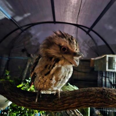 Volunteer Native Animal Rescuer & Rehabilitator, Global Patriot living through the Grace of the Most High.
Teddybear on PULSECHAIN will fund animal care🧸💫