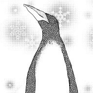 kizakiさんのプロフィール画像