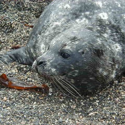 野生のアザラシは、観光客に人気である一方で、漁業にとっては害獣です。プロジェクトとっかりは、アザラシと人間の共存を考える「きっかけ」をつくることを目指します。