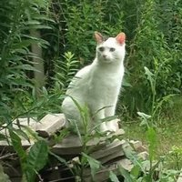Chris (@cmf61) 's Twitter Profile
